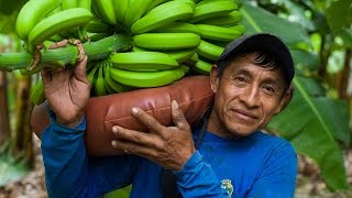 FairtradeBananen aus BioAnbau in Peru [upl. by Boulanger]