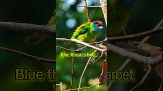 Blue throated barbet sound barbet call birdsounds [upl. by Ahtnamas122]