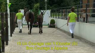 Veulenveiling Dronten  15  Un Courage van het Klooster S  Bon Courage x Apache [upl. by Lucia880]