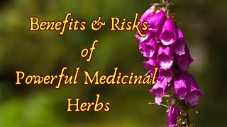 Medicinal Herbs The Good and The Bad [upl. by Farrah742]