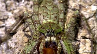 Heteropoda boiei  Tropical Huntsman Spider [upl. by Yessydo]