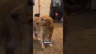 Golden Retriever Llorando shorts [upl. by Weathers]