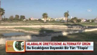 ALABALIK ÜRETİCİSİNE ALTERNATİF ÜRÜN [upl. by Wallack]