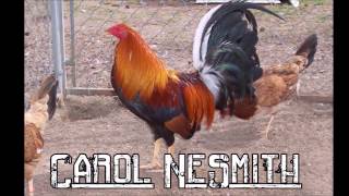 Best Gamefowl Breeders in USA Part 1 [upl. by Evannia]