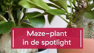 Maze plant in de spotlight [upl. by Balac]