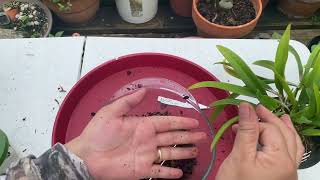 How to Repot Brassavola Nodosa x Guarianthe Skinneri Tips amp Tricks w Chitchat [upl. by Ahsekal505]