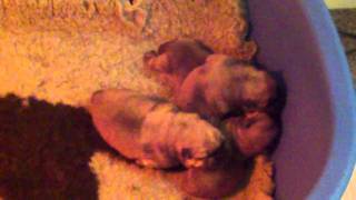 Our Chow Chow Puppies  8 Days Old HD [upl. by Ocimad693]