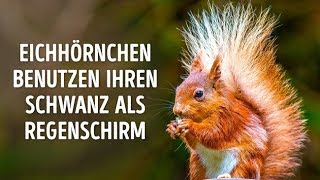 50 beeindruckende Fakten über Tiere zum Teilen [upl. by Helprin27]