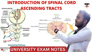 Spinal Cord  Ascending Tracts  CNS Physiology [upl. by Etnuhs]