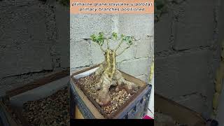 Razvoj Bonsai Zelenike  Bonsai Phillyrea Development bonsai yamadori bonsaitree bonsaiplant [upl. by Anstus]