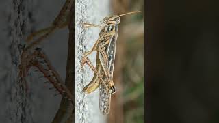 ¹ 🦀☆²⁷ Orthoptera ◇¹ Caelifera ▪︎ Grasshoppers  Observed in Description [upl. by Nalra657]