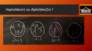 EB9 cellule diploides et haploides part 1 [upl. by Calica]