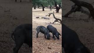 El cerdo ibérico bellotas y libertad en la Sierra de Aracena cerdoibérico animalessingulares [upl. by Hakim]