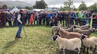 Killin Show Blackface Sheep Championship [upl. by Annert]