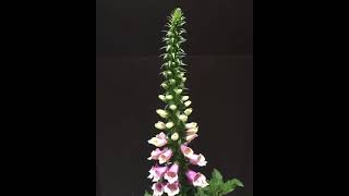 9 days time lapse of foxglove blooming shorts [upl. by O'Shee501]