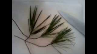 How to Make Pine Needle Tea [upl. by Unity158]