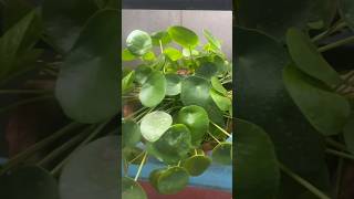 How to care Pilea Peperomioides  Chinese Money Plant pilea chinesemoneyplant indoorplant [upl. by Dnumyar]