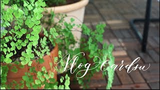 Vlogeng 봄맞이 베란다 정원율마 쉽게 키우는 방법Spring Balcony GardenHow to raise Yulma easily집 꾸미기 [upl. by Granoff]