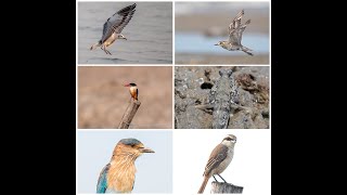 Bakkhali Kargil Beach Fraserganj Birding Tour  Bakkhali sea beach  Henrys Island [upl. by Maryn]