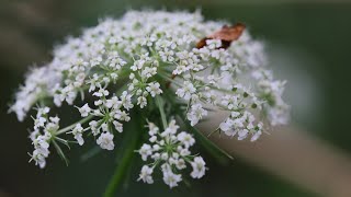 Wild Carrot vs the Toxic Hemlocks [upl. by Bubalo]