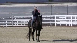 First ride outside on Warmblood stallion part 2 [upl. by Tiffi188]