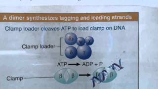 DNA replication in prokaryotes 2 [upl. by Harriett257]