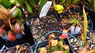 Venus Fly Trap Winter Care Guide amp Cold growing Carnivores  Temperate Carnivorous Plant Update [upl. by Efthim]