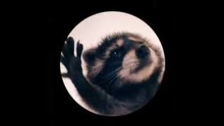 Pedro the Raccoon 1hr  TikTok Trends 2024  Raccoon Dance [upl. by Viguerie]