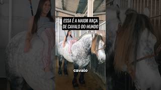 ESSA É A MAIOR RAÇA DE CAVALO DO MUNDO  PERCHERON animais cavalos viral shorts foryou [upl. by Isoj]