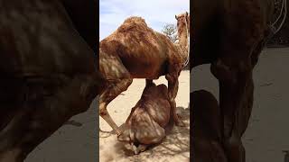 Camel style keesing Animalscamellife video viral [upl. by Friedland128]