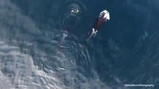 Killer Whales Slaughtering Great White Sharks For Their LIVERS [upl. by Yadsnil]