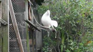 Doves in the gardenavi [upl. by Alister]