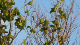 Parakeet damage to London Plane tree [upl. by Gilbye]