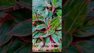 How to Aglaonema plant Care Aglaonema ki देखभाल कैसे करें shorts ytshorts sitavaidya [upl. by Ballman76]