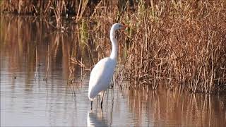 Egreta mare Ardea alba Great Egret [upl. by Crowley]