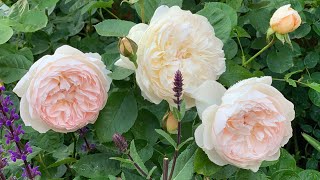 David Austin Roses Lichfield Angel Eglantyne Evelyn amp RoseMarie [upl. by Vaenfila]