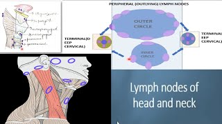 8ENT Otorhinolaryngology Clinical Physical Examination of HeadNeckCervical Lymph Nodes [upl. by Adaminah]