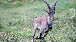 La réintroduction du bouquetin dans les Pyrénées [upl. by Yelkcub]