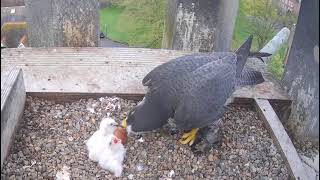 Worcester Cathedral Peregrines Sokoły Peter amp Peggy  Witamy 3 pisklę 🐥🌹🍀🐥🌹🍀🐥🌹🍀🥚🍀🌹Trudne karmienie [upl. by Adnawahs849]