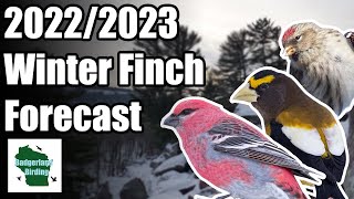 Winter Finch Forecast 20222023 What Species Might You See This Winter [upl. by Loredo]