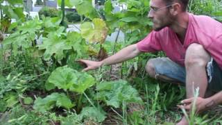 10 plantes pour le paillage en permaculture 0810  La Rhubarbe [upl. by Ibot]