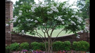 How to grow Beautiful Crape MyrtlesGarden Style nw [upl. by Nyladnarb]