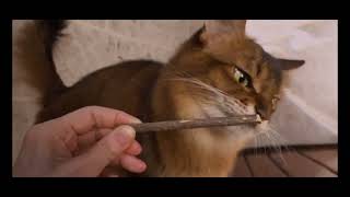 Natural Silvervine Catnip Snacks Meow Magic [upl. by Marti]