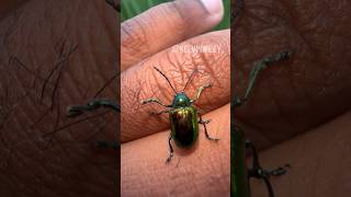 Dogbane Leaf Beetle Handling 🪲 [upl. by Leviralc]