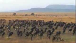 Tanzania safari highlights Selous and Serengeti national park Ngorongoro Conservation Area [upl. by Elletsirhc998]