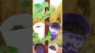 How to easily grow Cucumbers in hanging garden grow Cucumbers from seeds [upl. by Felten]