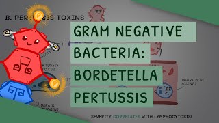 Gram Negative Bacteria Bordetella Pertussis [upl. by Noicpesnoc]