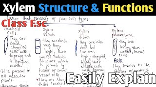 Structure And Functions Of Xylem  Tracheid Cells  Xylem Vessel  Class 12 [upl. by Otrebcire]