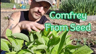 How To Grow Comfrey From Seed Crowns and Root Cuttings [upl. by Ttimme]