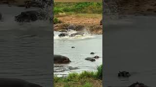 Antelope escapes from crocodiles mouth 20 wildanimals animals [upl. by Marcus463]